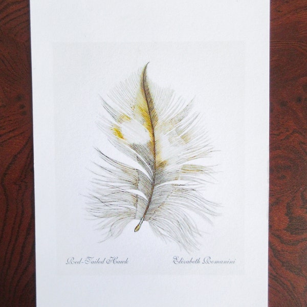 Red-Tailed Hawk Feather (Mini Print)