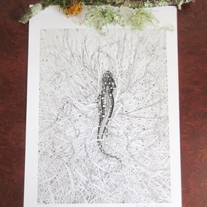 California Tiger Salamander (Limited Edition Print)