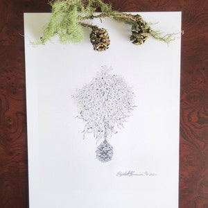 Detail 2 Redwood Cones met Lichen Pencil Drawing (Limited Edition Print)