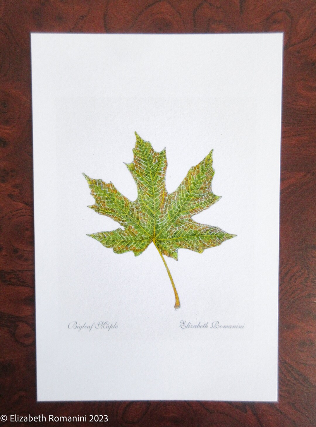 Print Maple Bigleaf Maple (mini Print) - Etsy