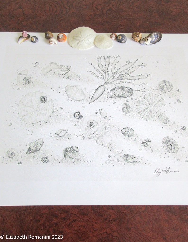Shallows of a Tide Pool Pencil Drawing limited Edition Print - Etsy