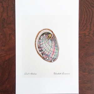 Red Abalone Shell(Mini Print)