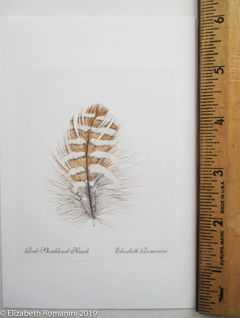 Red-shouldered Hawk Feather (mini Print) - Etsy