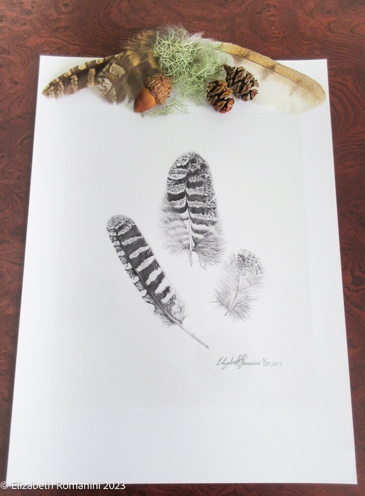Screech, Great-horned, and Barn Owl Feathers Pencil Drawing (Limited Edition Print)