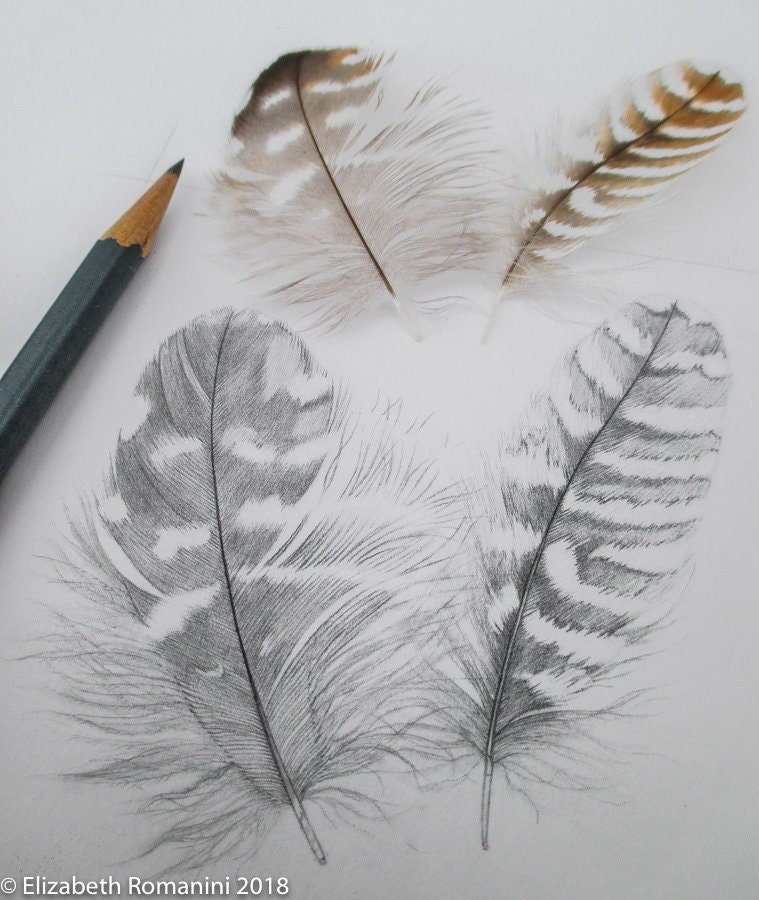 Red Shouldered Hawk Feathers Original Pencil Drawing Etsy