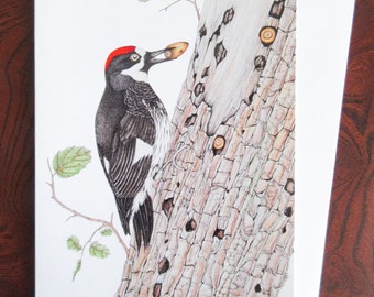 Acorn Woodpecker Blank Greeting Card (Pack of 6)