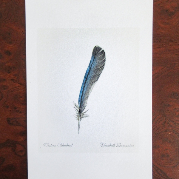 Western Bluebird Feather (Mini Print)