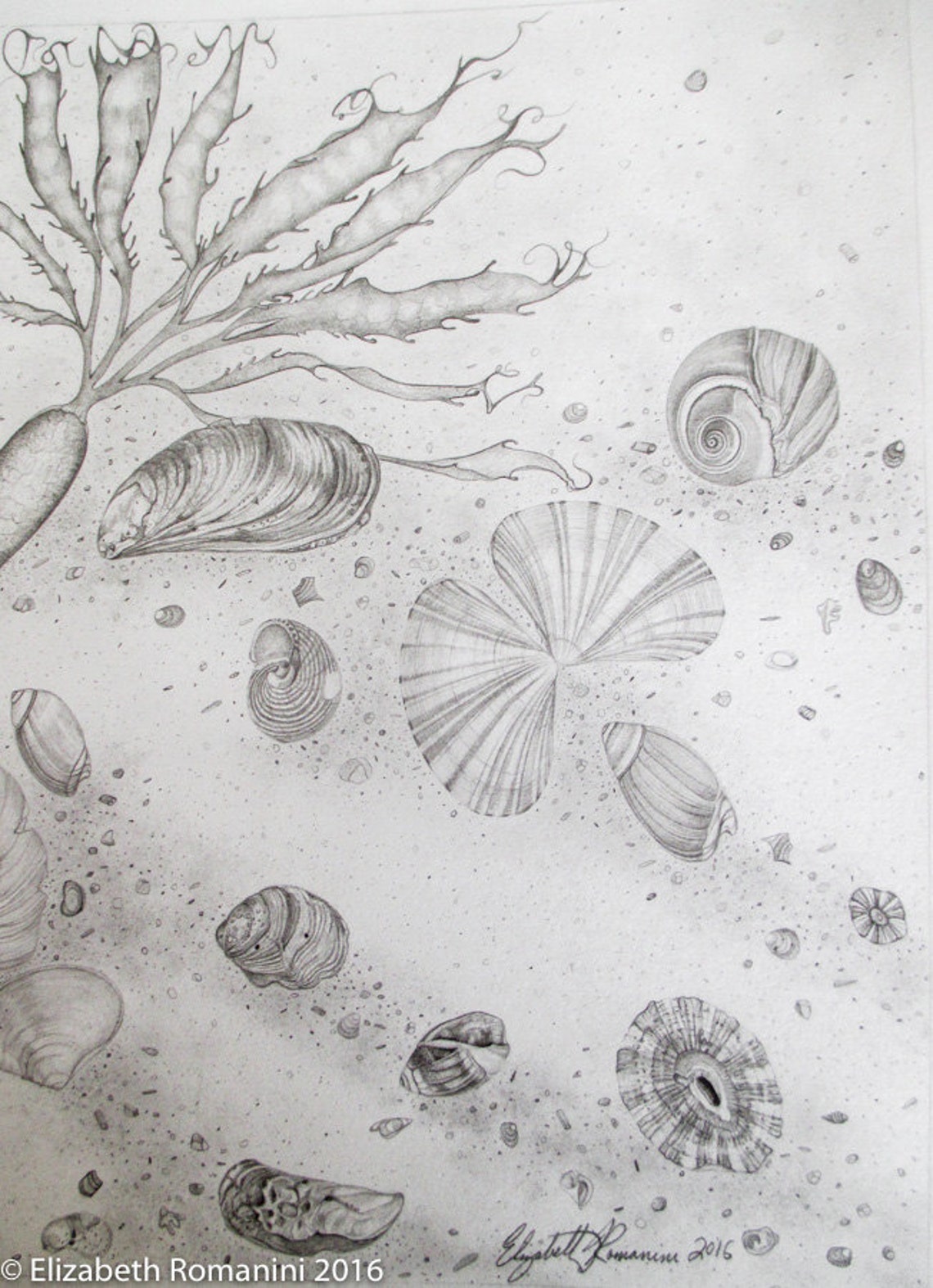 Shallows of a Tide Pool Pencil Drawing limited Edition Print | Etsy