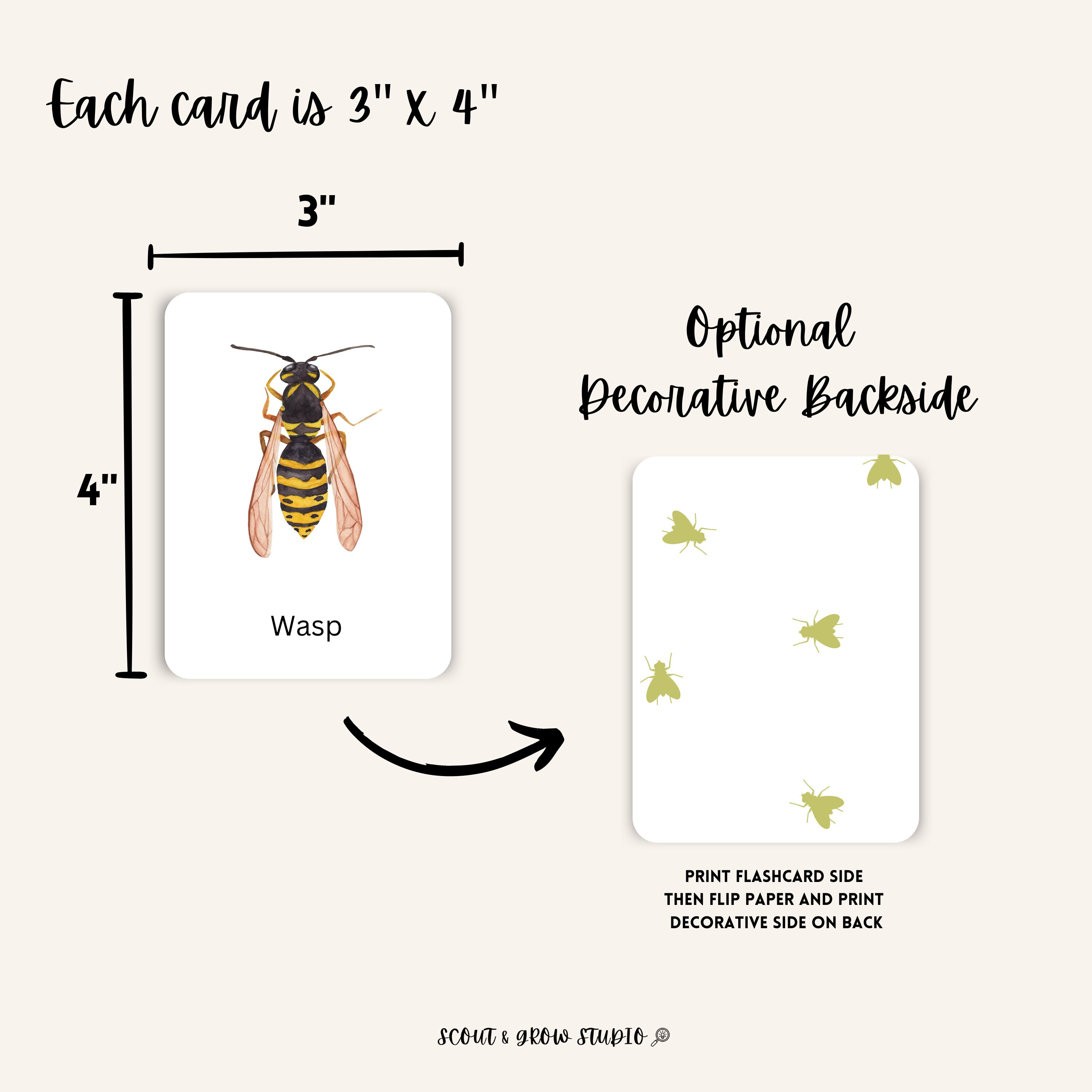 Insect Flash Cards Montessori or Charlotte Mason Nature Study Printable ...