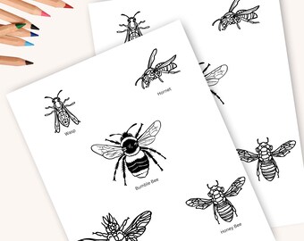 Bee Coloring Page Homeschool Printable, Black and White Coloring Page Instant Download
