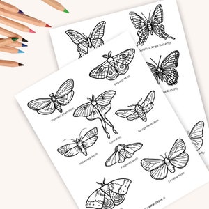Página para colorear de mariposas, Página para colorear de polillas, Charlotte Mason Homeschool imprimible, Estudio de la naturaleza