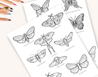 Kolorowanka Motyl, Kolorowanka Motyl, Charlotte Mason Homeschool Printable, Nature Study