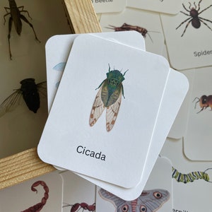 Insectenflitskaarten Montessori of Charlotte Mason Natuurstudie Afdrukbare bronnen voor thuisonderwijs