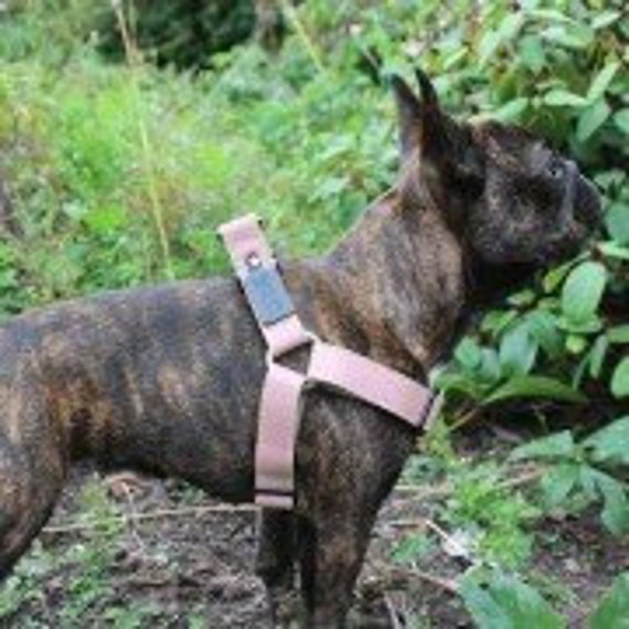 leather dog harness and lead