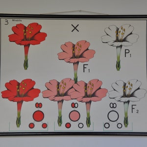 MId Century antieke Science School grafiek. Wetenschap poster. Science print. De wet van Mendel.