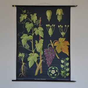 Stampa vine d'uva, stampa botanica vintage, grafico scolastico pull down, grafico scolastico vintage, Jung Koch Quentell, mappa pull down