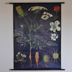 Stampa di carota selvatica, Daucus carota, stampa botanica vintage, grafico scolastico a discesa, grafico scolastico vintage, Jung Koch Quentell, mappa a discesa