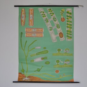 Mapa suspenso, gráfico escolar vintage, gráfico suspenso vintage, impressão de algas, impressão botânica, algas de água doce, Jung Koch Quentell
