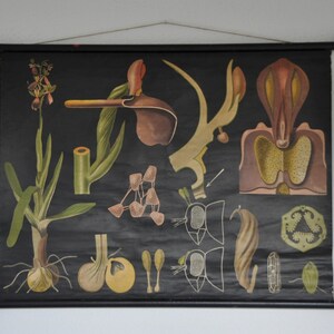 Orchidea stampa, Orchis morio, stampa botanica vintage, tirare giù scuola grafico, grafico della scuola dell'annata, Jung Koch Quentell, tirare giù mappa