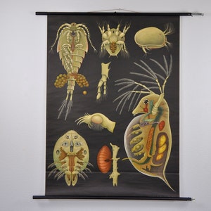 Stampa Botanica, arte, illustrazione, disegno floreale, stampa floreale, Nursery Decor, arte della parete educativa, camera dei bambini, camera da letto, tirare giù mappa 1016