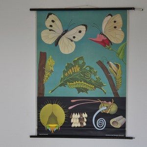Poster con farfalle, stampa con farfalle, stampa vintage con insetti, tabella scolastica a scomparsa, tabella scolastica vintage, mappa scolastica a scomparsa Jung Koch Quentell 0696