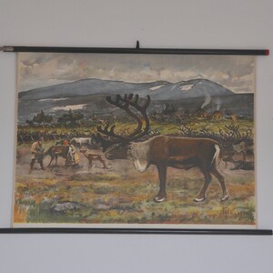 Rentiere Poster, Vintage Zoology Print, Pull Down School Chart, Schwedisch, Niels Tiren