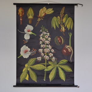 Castagno albero stampa, stampa botanica, tirare giù mappa, grafico della scuola dell'annata, Jung Koch Quentell, vintage Nursery Decor, vintage Kids Decor