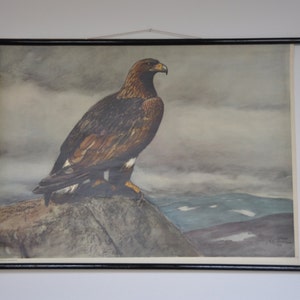 Golden Eagle Poster, Vintage Ornithologie Druck, Pull Down Schule Diagramm, schwedisch, Niels Tiren