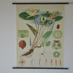 Seerose - Druck. Vintage botanische Druck, herunterziehbare Schulkarte, Vintage Schulkarte, Jung Koch Quentell, Wandkarte 1092