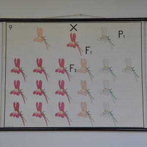 MId Century antieke Science School grafiek. Wetenschap poster. Science print. De wet van Mendel.