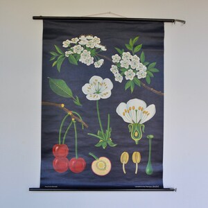 Poster ciliegio, grafico a discesa, stampa botanica vintage, grafico scolastico pull down, Jung Koch Quentell, pull down map