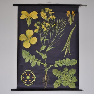 Impresión de canola, impresión botánica vintage, pull down School Chart, Vintage School Chart, Jung Koch Quentell, Pull Down Map
