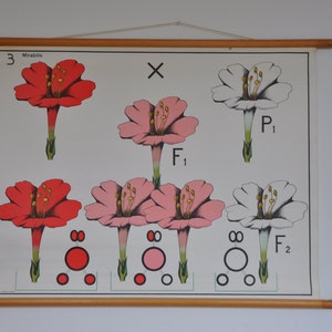 MId Century antieke Science School grafiek. Wetenschap poster. Science print. De wet van Mendel.