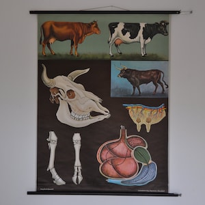 Mucca poster, stampa animale vintage, tirare giù grafico scuola, grafico scuola vintage, Jung Koch Quentell, tirare giù mappa