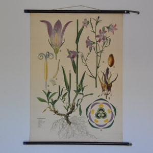 Blue Bell Poster, Bluebell Print, Bellflower, Campanula Patula, Vintage Schulkarte, Schulkarte