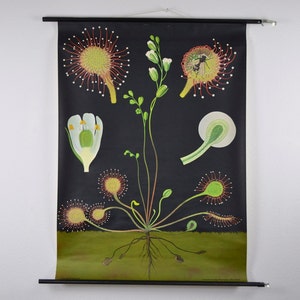 Venus Fly Trap, stampa botanica, Jung Koch Quentell, Nursery Decor, camera dei bambini, camera da letto, tirare giù mappa