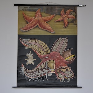 Stampa starfish, stampa zoologia vintage, grafico scolastico pull down, grafico scolastico vintage, Jung Koch Quentell, pull down map