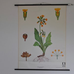Tirare giù grafico scuola, Primula veris, Cowslip comune, stampa botanica vintage