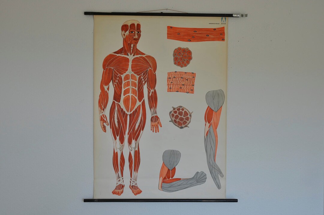 Anatomy Chart, Vintage School Chart, Pull Down Chart, Educational Chart ...