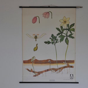Windblume Bild, Anemone nemorosa, Vintage botanische Karte, Jung Koch Quentell 0792