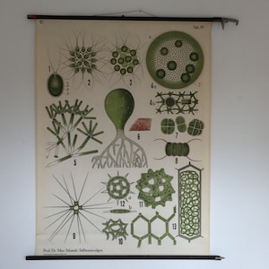 Tire hacia abajo del mapa. Gráfico de la escuela vintage. Gráfico vintage Pull Down. Impresión de algas. Impresión botánica. Algas de agua dulce. Alemania. 2017_042