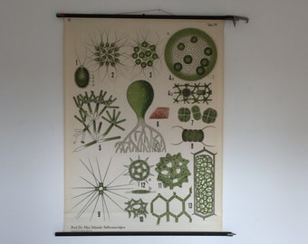 Pull Down Map. Vintage School Chart. Vintage Pull Down Chart. Algae Print. Botanical Print. Freshwater Algae. Germany. 2017_042