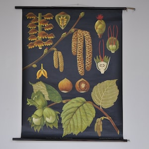 Stampa albero nocciola.  Stampa botanica vintage, grafico scolastico pull down, grafico scolastico vintage, Jung Koch Quentell, mappa pull down