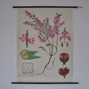 Stampa di Heather, Calluna vulgaris, stampa botanica dell'annata, tirare giù grafico scuola, Jung Koch Quentell, tirare giù mappa