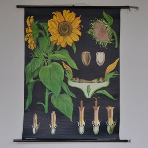 Gráfico de girasol, Impresión botánica vintage, Gráfico de la escuela Pull Down, Gráfico de la escuela vintage, Jung Koch Quentell, Pull Down Mapa