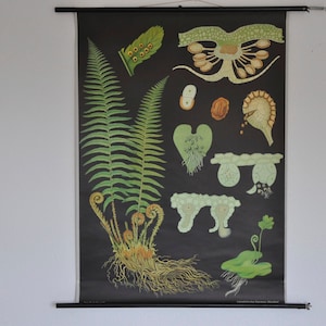 Fern Print, Vintage Botanical Print, Pull Down School Chart, Vintage School Chart, Jung Koch Quentell, Pull Down Map