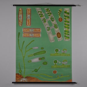 Pull Down Map, Vintage School Chart, Vintage Pull Down Chart, Algae Print. Botanischer Druck, Süßwasseralgen, Jung Koch Quentell