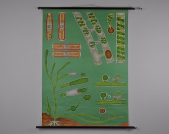 Pull Down Map, Vintage School Chart, Vintage Pull Down Chart, Algae Print. Botanical Print, Freshwater Algae, Jung Koch Quentell
