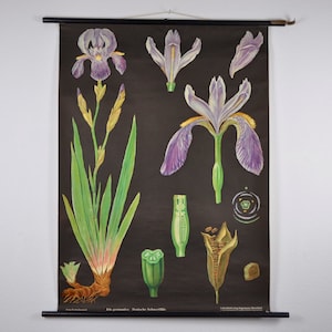 Iris stampa, Iris germanica, tirare giù grafico, stampa botanica vintage, tirare giù grafico scuola, Jung Koch Quentell, tirare giù mappa