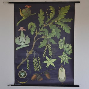 Tabella botanica d'epoca, mappa a scomparsa, stampa botanica d'epoca, tabella scolastica a scomparsa, Quercus pedunculata, Jung Koch Quentell, 0580